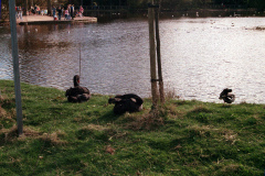 The geese on Southampton Common