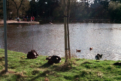 The geese on Southampton Common