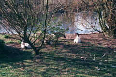 The geese on Southampton Common