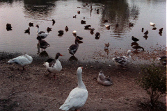 The geese on Southampton Common