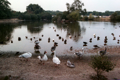 The geese on Southampton Common