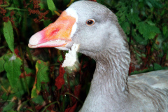 The geese on Southampton Common