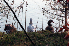The geese on Southampton Common