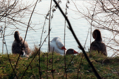 The geese on Southampton Common