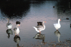 The geese on Southampton Common