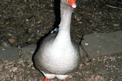 The geese on Southampton Common