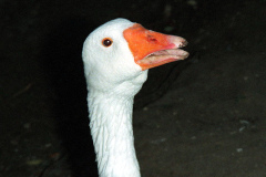 The geese on Southampton Common