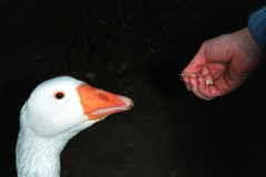 The geese on Southampton Common