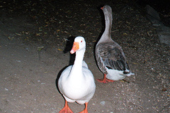 The geese on Southampton Common