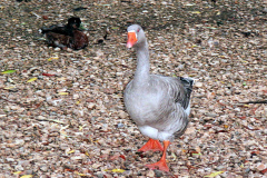 The geese on Southampton Common