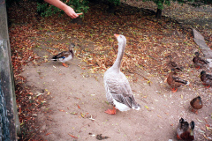 The geese on Southampton Common