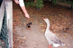 The geese on Southampton Common