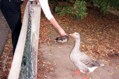 The geese on Southampton Common