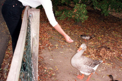The geese on Southampton Common