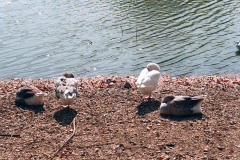 The geese on Southampton Common