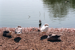 The geese on Southampton Common