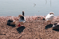 The geese on Southampton Common