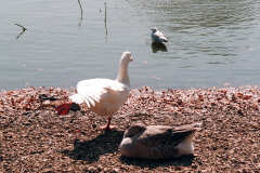 U-Lead The geese on Southampton Common, Inc.