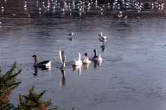 The geese on Southampton Common