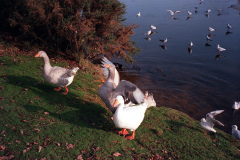 The geese on Southampton Common