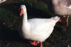 The geese on Southampton Common
