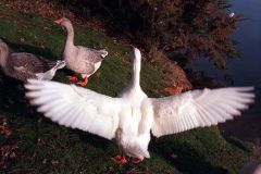 The geese on Southampton Common