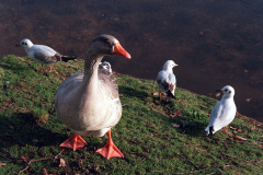The geese on Southampton Common