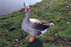 The geese on Southampton Common