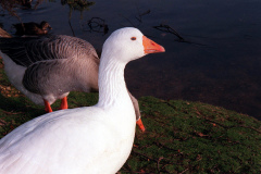The geese on Southampton Common