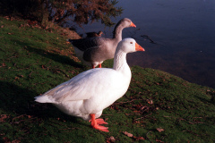 The geese on Southampton Common