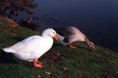 The geese on Southampton Common