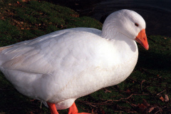 The geese on Southampton Common
