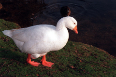 The geese on Southampton Common