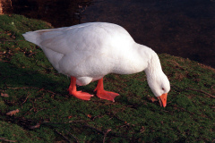 The geese on Southampton Common
