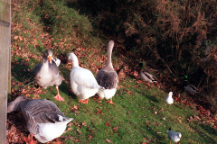 The geese on Southampton Common