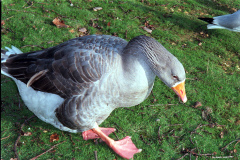 The geese on Southampton Common