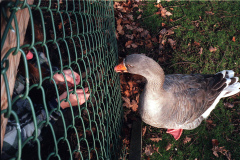 The geese on Southampton Common