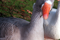 The geese on Southampton Common