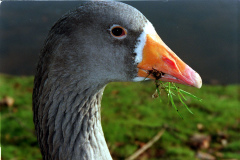 The geese on Southampton Common