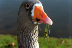 The geese on Southampton Common