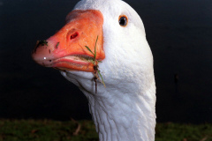 The geese on Southampton Common