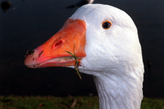 The geese on Southampton Common