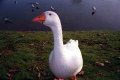 The geese on Southampton Common
