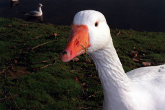 The geese on Southampton Common