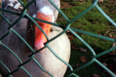 The geese on Southampton Common