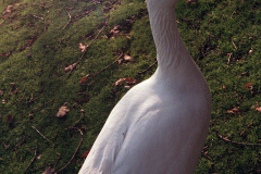 The geese on Southampton Common