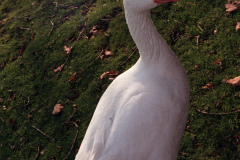 The geese on Southampton Common
