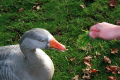 The geese on Southampton Common