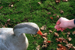 The geese on Southampton Common