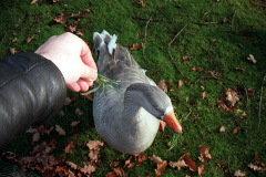 The geese on Southampton Common